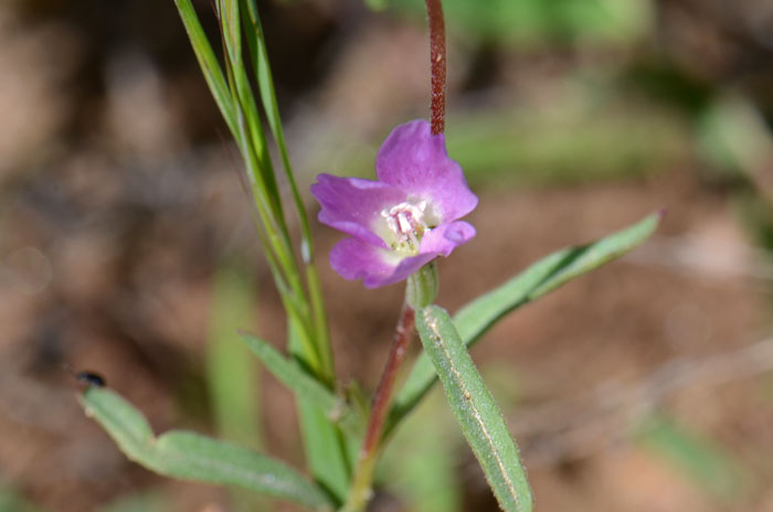 Clarkia purpurea, Winecup Clarkia